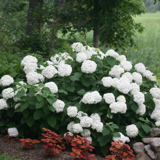 Incrediball® Hydrangea