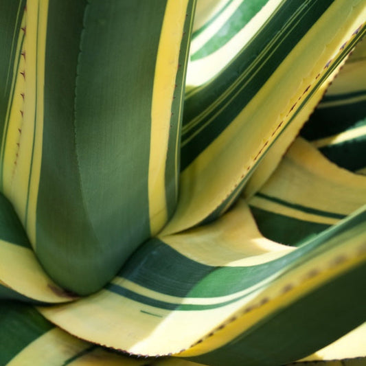 Agave Americana ‘Mediopicta Alba’
