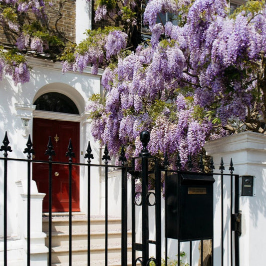 Blue Moon Wisteria