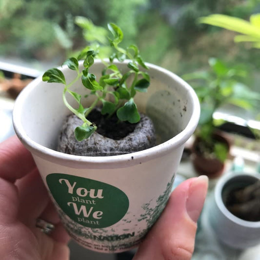 Forest Ambassador Tree Cup, We Plant 200 More Trees
