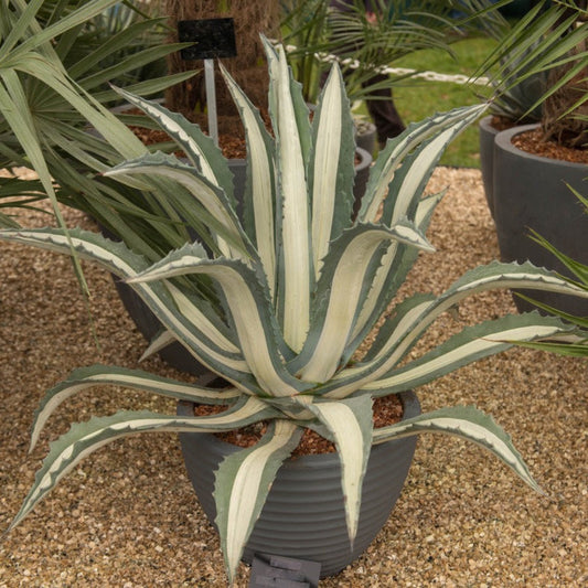 Agave Americana ‘Mediopicta Alba’